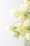 白薔薇