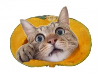 kabotyaneko