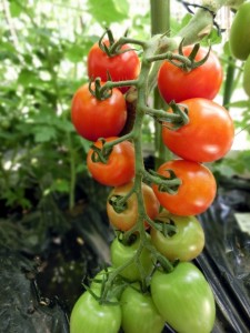 tomato